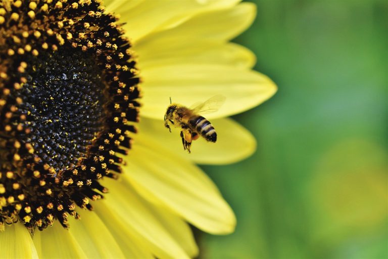 Macht mit: Bienen und Bauern retten!